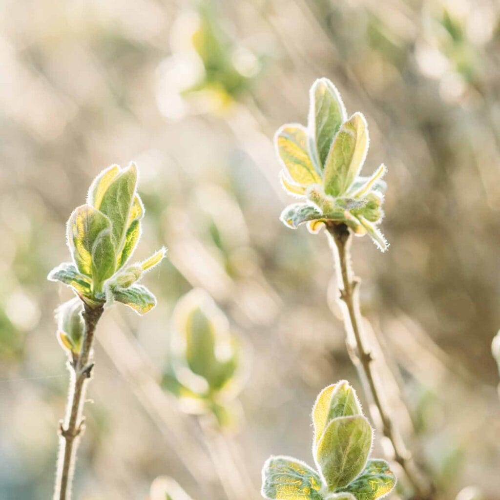 Episode 26: Doing All the Healing Work But Still Not Happy? Reclaim Joy as a Healer